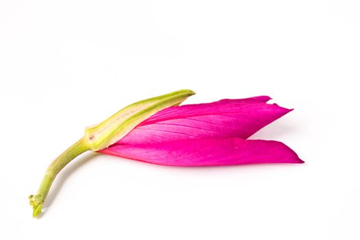 Orchid Tree on white background