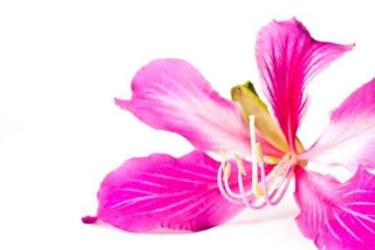Orchid Tree on white background