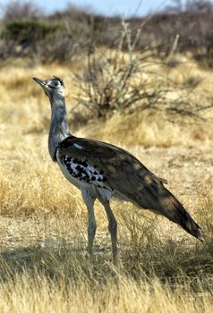 kori bustard in etosha national park