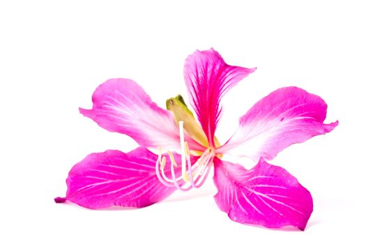 Orchid Tree on white background