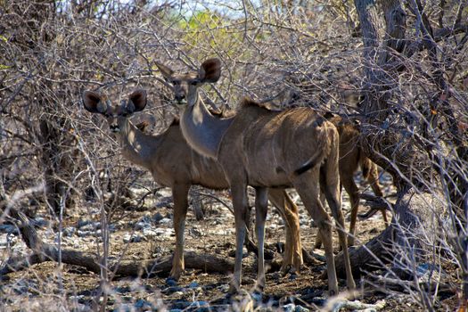 kudu in etosha national park namibia