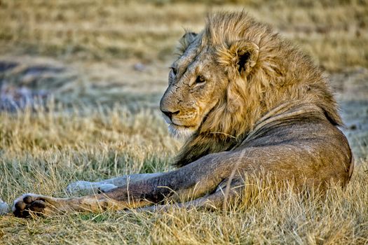 lion (panthera leo) in the grass of the etosha national park