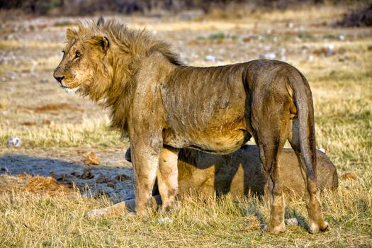 lion at sunset at etosha national park namibia africa