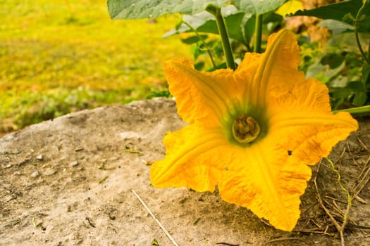 Pumpkin yellow flower