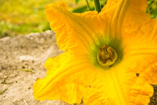 Pumpkin yellow flower