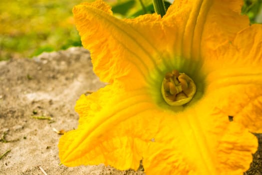 Pumpkin yellow flower