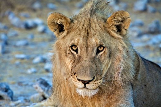 lion close-up art etosha national park namibia africa