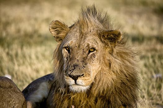 lion close-up in etosha national park namibia