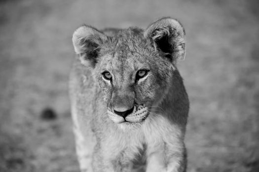 lion cub in white and black (panthera leo) at etosha national park namibia