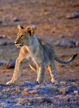 lion cub near a waterhole at etosha namibia africa