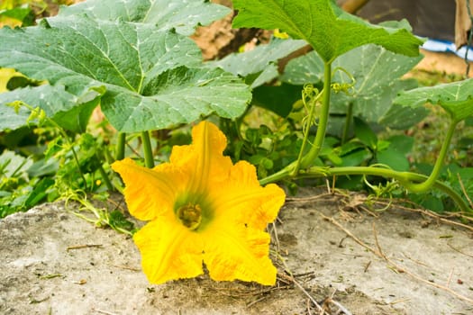 Pumpkin yellow flower