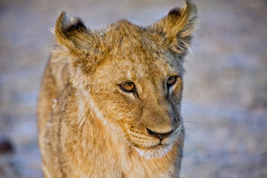 lion cub (panthera leo) at etosha national park namibia