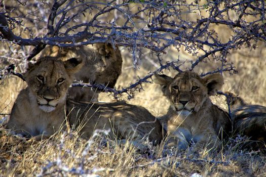 lion cub under a tree at etosha national park namibia