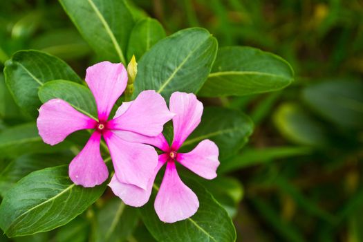 Vinca flower in gargen