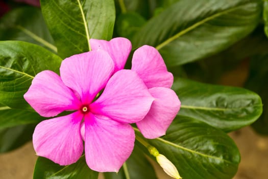 Vinca flower in gargen