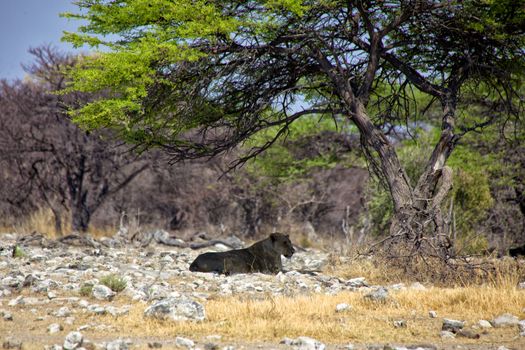 lioness under a tree at etosha national park namibia