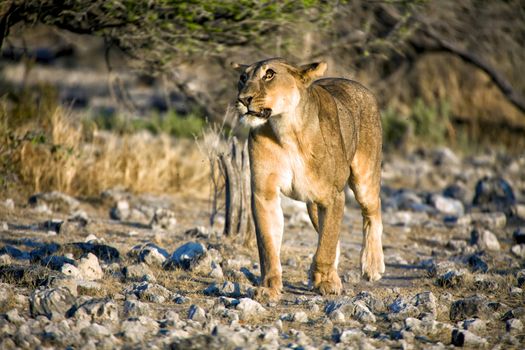 lioness with a strange eye at etosha national park namibia