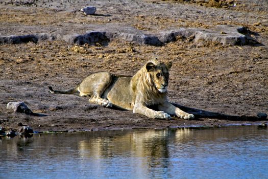 lying lion near a waterhole at etosha national park namibia africa