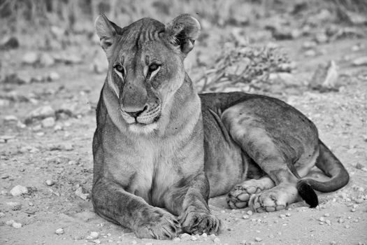 lying lioness at etosha national park namibia africa