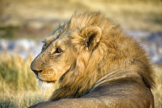 male lion in etosha national park namibia africa