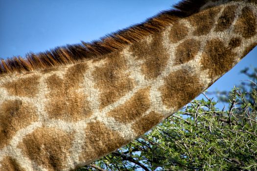 neck of a giraffe in etosha national park namibia