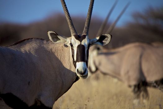 Oryx close-up in Etosha National Park Namibia