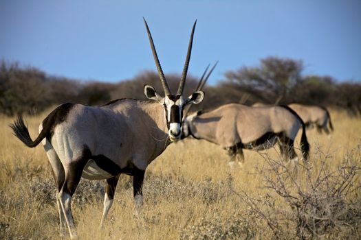 Oryx eating grass in Etosha National Park Namibia