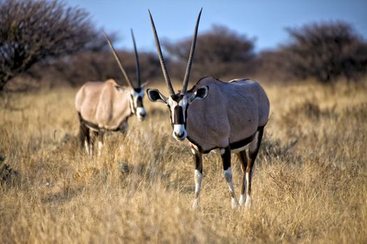 Oryx in Etosha National Park Namibia