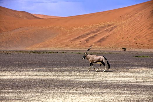 oryx in front of a large dune in the namib naukluft park near sossusvlei namibia