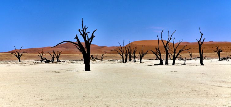 panoramic of deadvlei in the namib naukluft national park namibia 