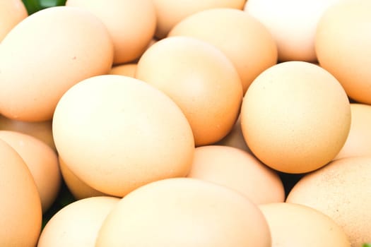 Egg on a white background