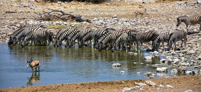 panoramic of zebra drinking water at okaukuejo national park namibia africa