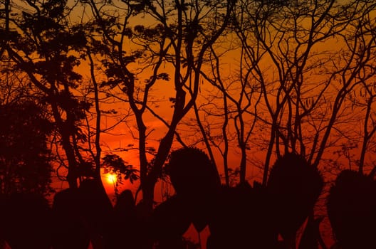 Silhouette trees of sunset in the jungle