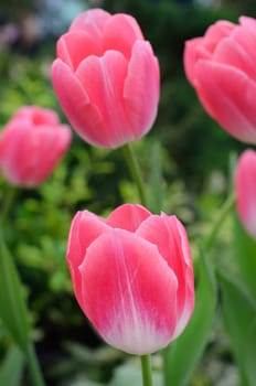 A bloom tulip in the garden, in spring