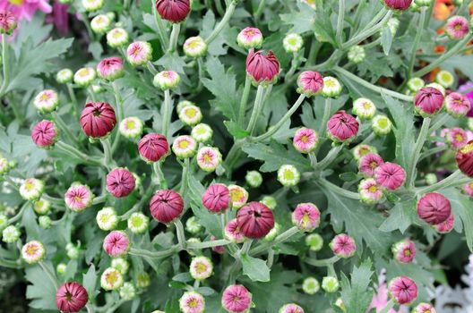Bunch of Chrysanthemum buds
