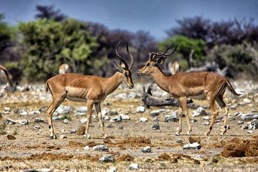 two blackfaced impala near a waterhole in etosha national park namibia