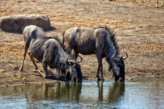 two blue wilebeest drinking in a waterhole at etosha national park namibia