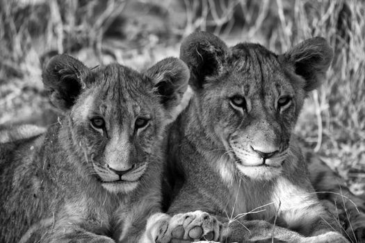two brothers lion cubs at etosha national park namibia