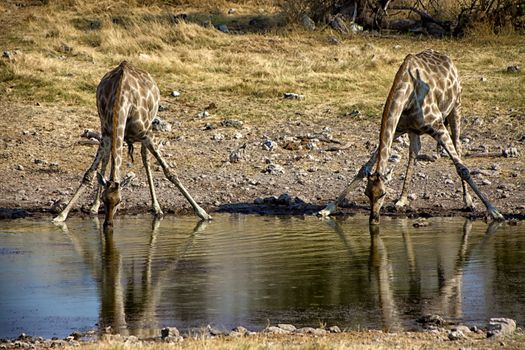 two drinking giraffe at waterhole at etosha national park namibia africa