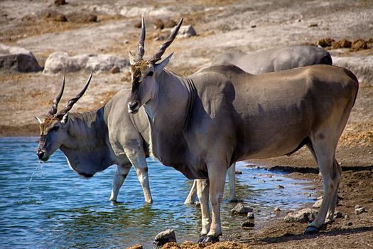 two eland drinking in a waterhole at etosha national park namibia africa