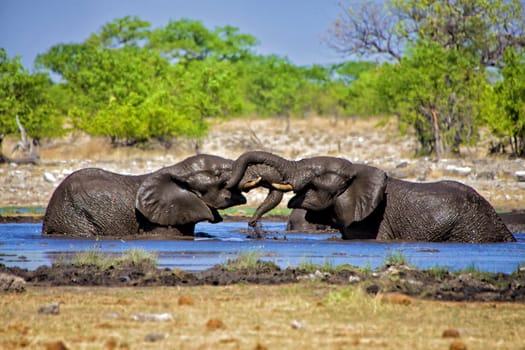 two elephants playing in the water at etosha national park namibia