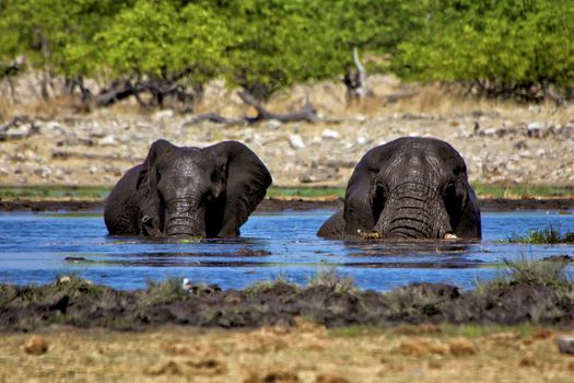two elephants swiming in a waterhole at etosha national park namibia 