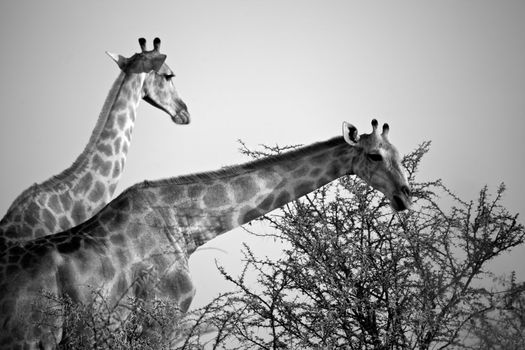 two giraffe eating a tree in etosha national park namibia