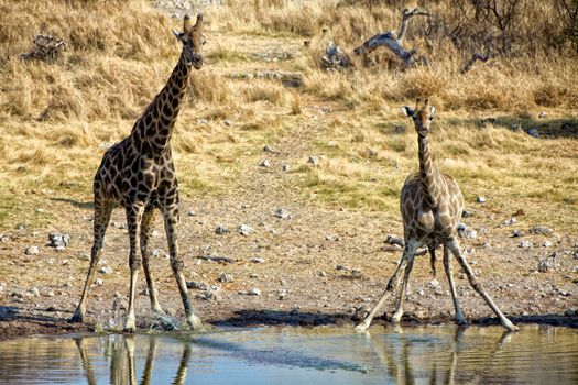 two giraffe near a waterhole at etosha national park namibia africa