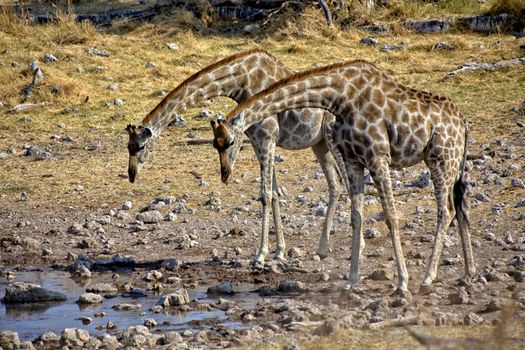 two giraffe near a waterhole at etosha national park namibia