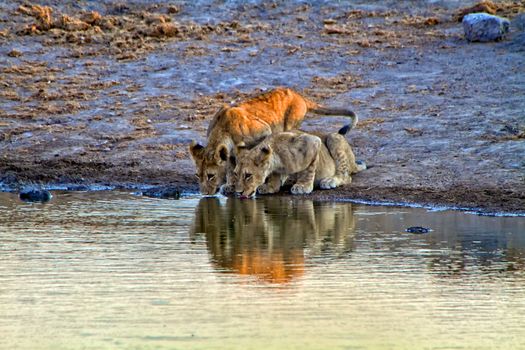 two lion cub drinking in a waterhole at etosha national park namibia