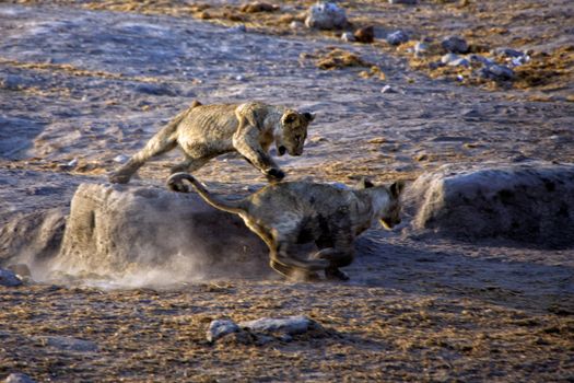 two lion cub fighting in etosha national park namibia