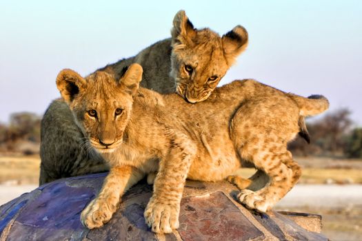 two lion cubs at chudob waterhole at etosha namibia africa