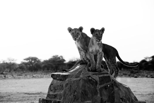 two lion cubs at chudob waterhole at etosha national park namibia africa