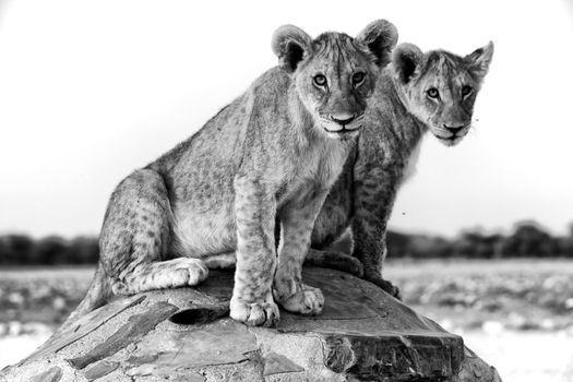 two lion cubs at chudob waterhole at etosha namibia africa 